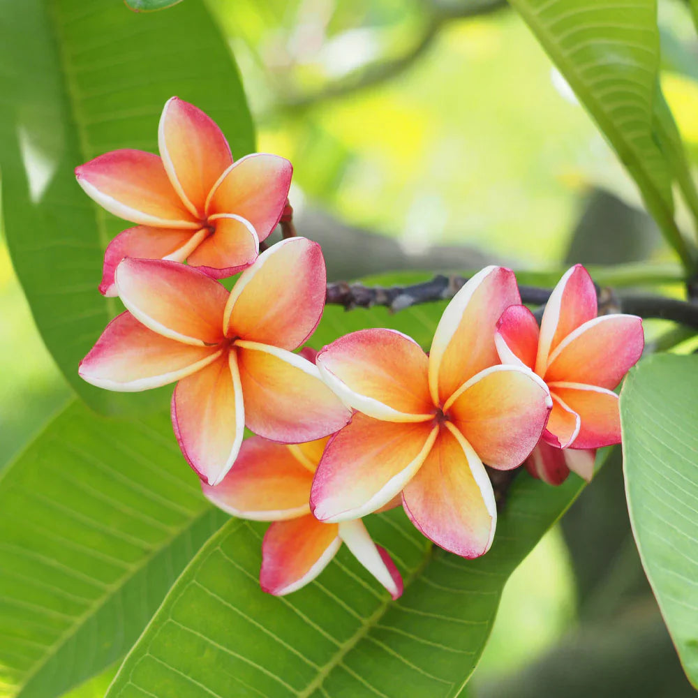 Plumeria - REED DIFFUSER, Tropical Floral Home Fragrance