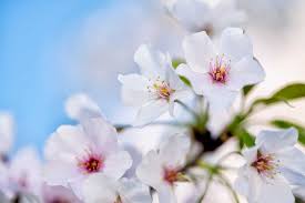 Japanese Cherry Blossom - REED DIFFUSER